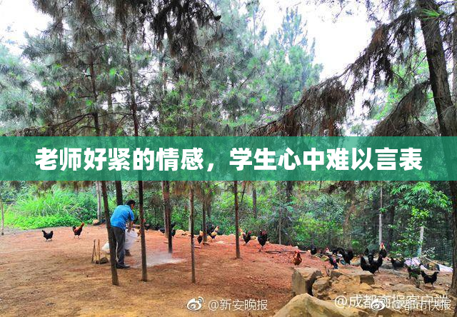 老师好紧的情感，学生心中难以言表