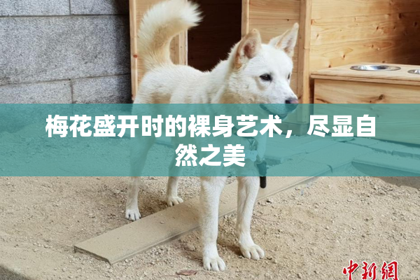 梅花盛开时的裸身艺术，尽显自然之美