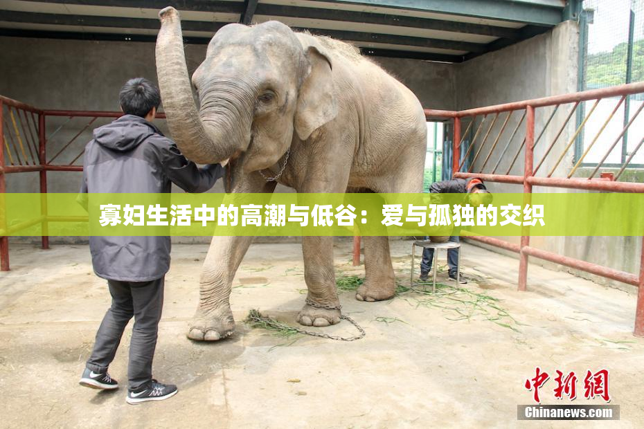 寡妇生活中的高潮与低谷：爱与孤独的交织
