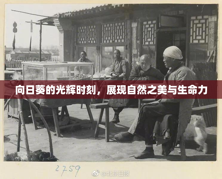 向日葵的光辉时刻，展现自然之美与生命力