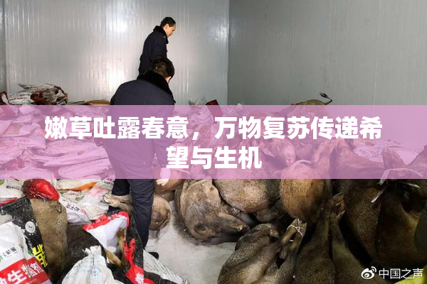 嫩草吐露春意，万物复苏传递希望与生机