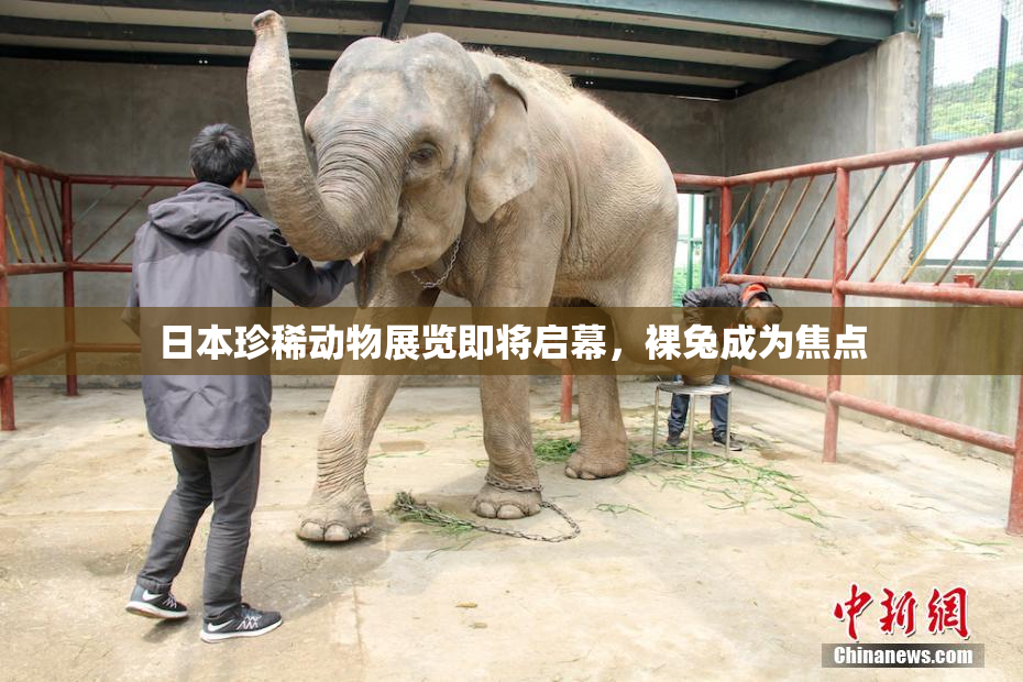 日本珍稀动物展览即将启幕，裸兔成为焦点