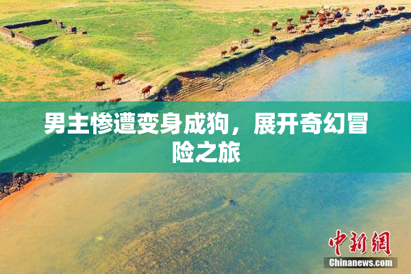男主惨遭变身成狗，展开奇幻冒险之旅