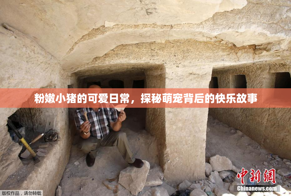 粉嫩小猪的可爱日常，探秘萌宠背后的快乐故事