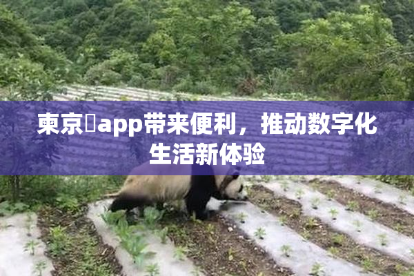 柬京埶app带来便利，推动数字化生活新体验