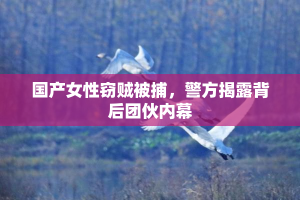 国产女性窃贼被捕，警方揭露背后团伙内幕