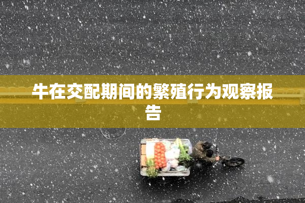 牛在交配期间的繁殖行为观察报告