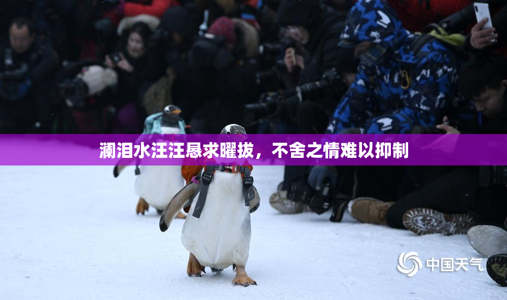 澜泪水汪汪恳求曜拔，不舍之情难以抑制