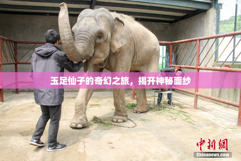 玉足仙子的奇幻之旅，揭开神秘面纱
