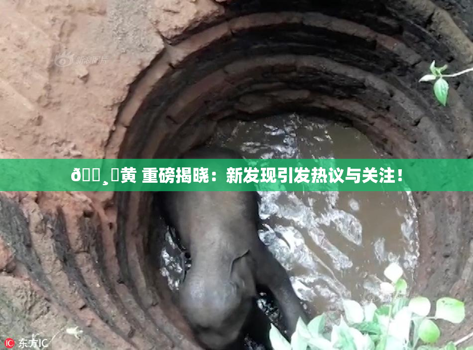 🌸‌黄 重磅揭晓：新发现引发热议与关注！