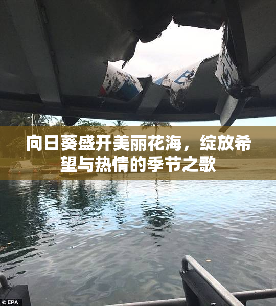 向日葵盛开美丽花海，绽放希望与热情的季节之歌