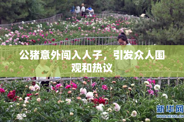 公猪意外闯入人子，引发众人围观和热议