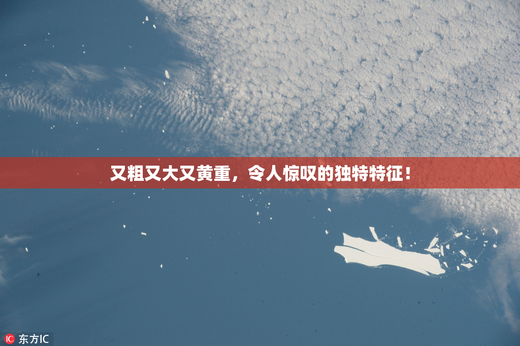 又粗又大又黄重，令人惊叹的独特特征！