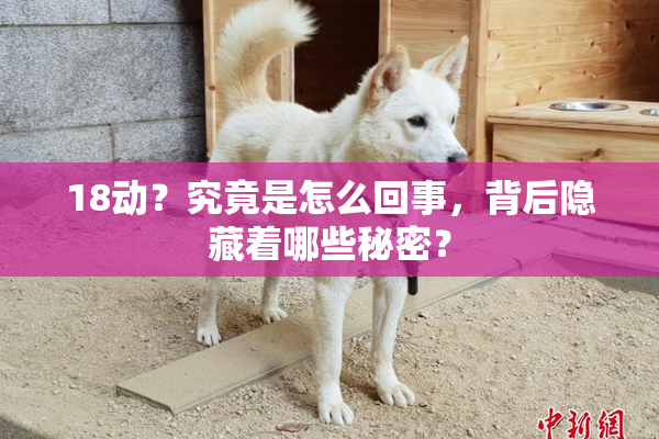 18动？究竟是怎么回事，背后隐藏着哪些秘密？