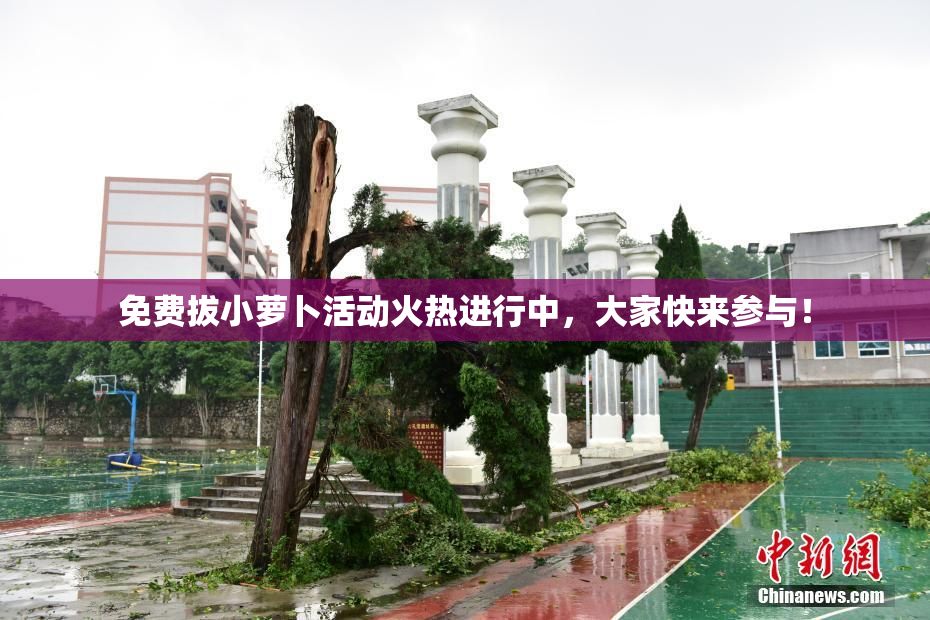 免费拔小萝卜活动火热进行中，大家快来参与！