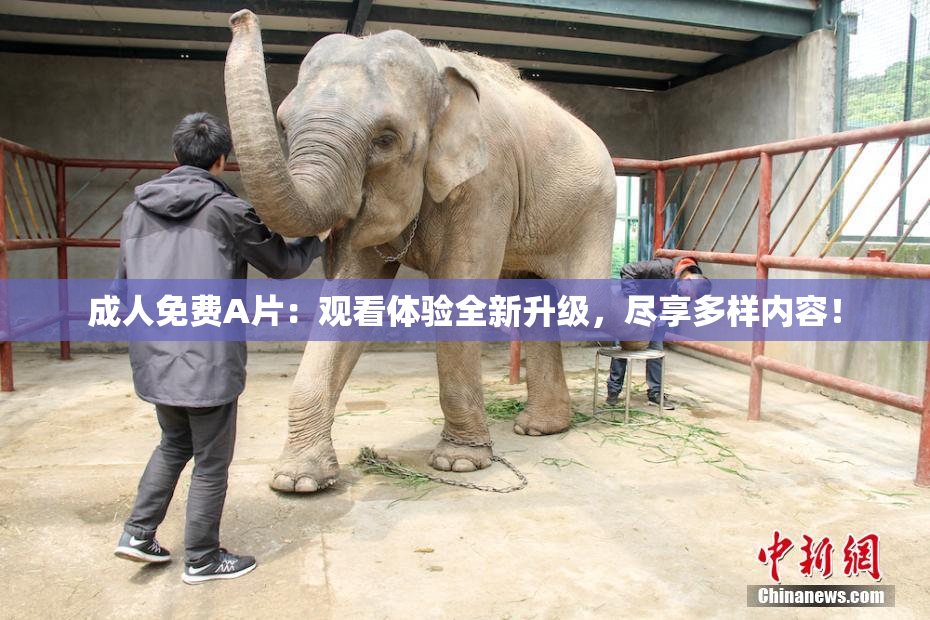 成人免费A片：观看体验全新升级，尽享多样内容！