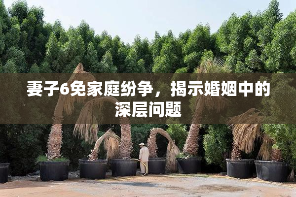 妻子6免家庭纷争，揭示婚姻中的深层问题