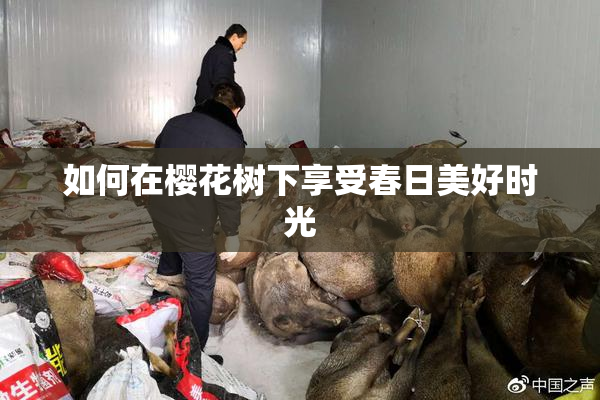 如何在樱花树下享受春日美好时光