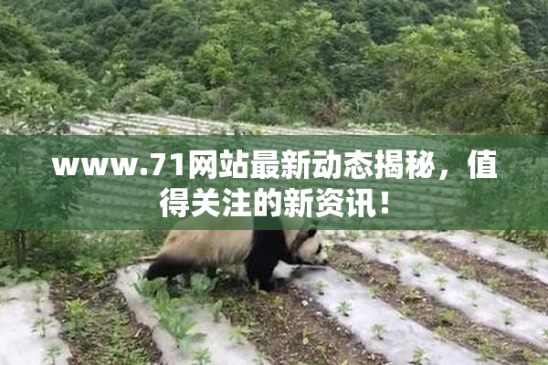 www.71网站最新动态揭秘，值得关注的新资讯！