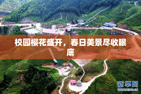 校园樱花盛开，春日美景尽收眼底