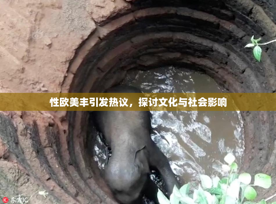 性欧美丰引发热议，探讨文化与社会影响