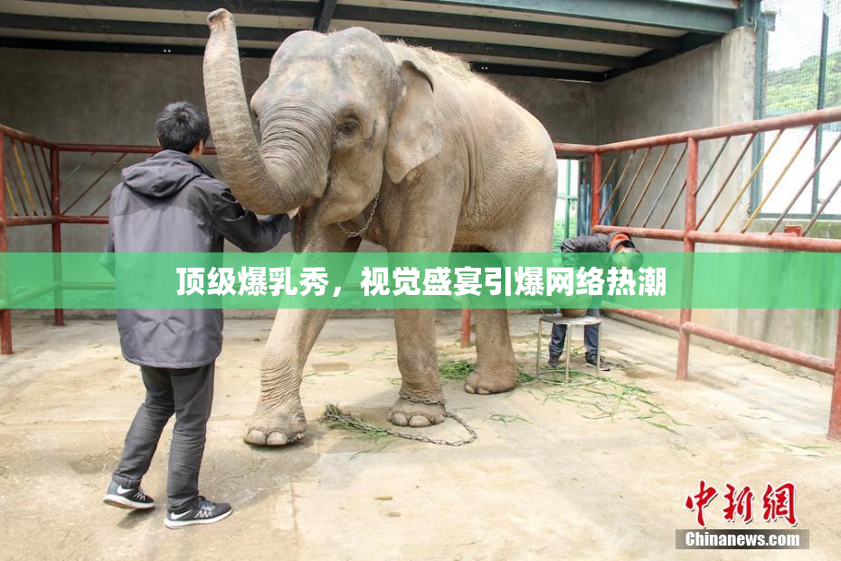 顶级爆乳秀，视觉盛宴引爆网络热潮