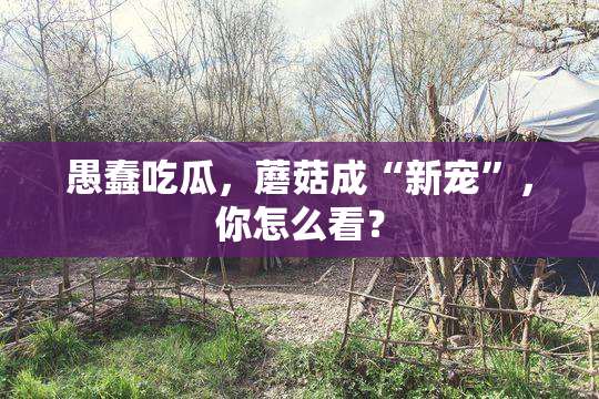 愚蠢吃瓜，蘑菇成“新宠”，你怎么看？
