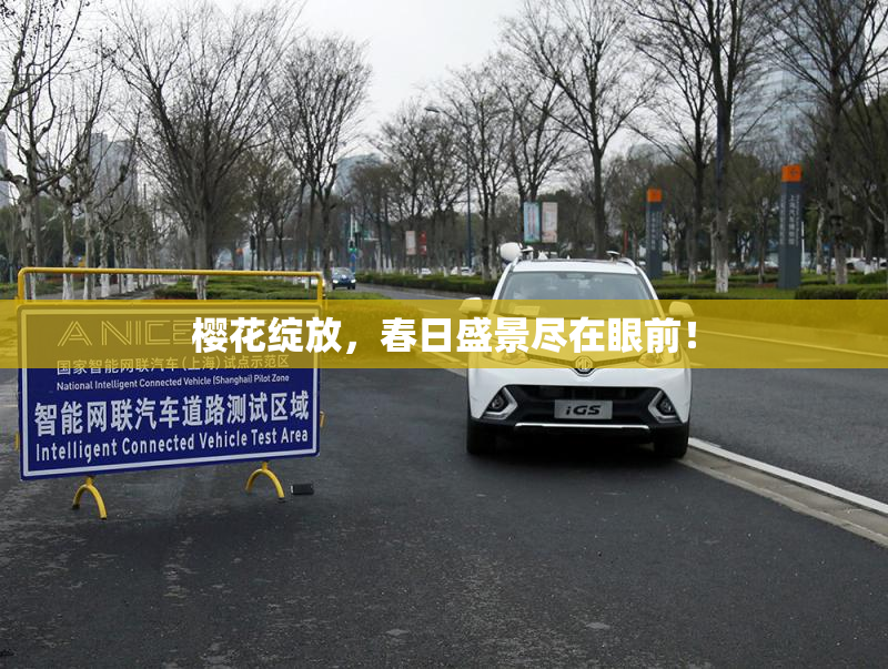 樱花绽放，春日盛景尽在眼前！
