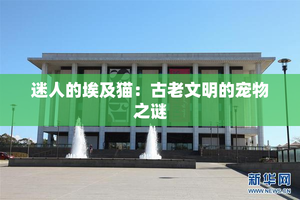 迷人的埃及猫：古老文明的宠物之谜