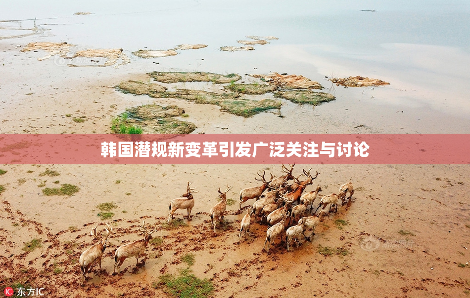 韩国潜规新变革引发广泛关注与讨论