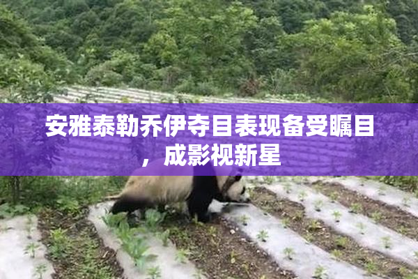 安雅泰勒乔伊夺目表现备受瞩目，成影视新星