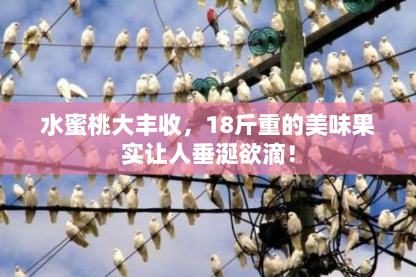 水蜜桃大丰收，18斤重的美味果实让人垂涎欲滴！