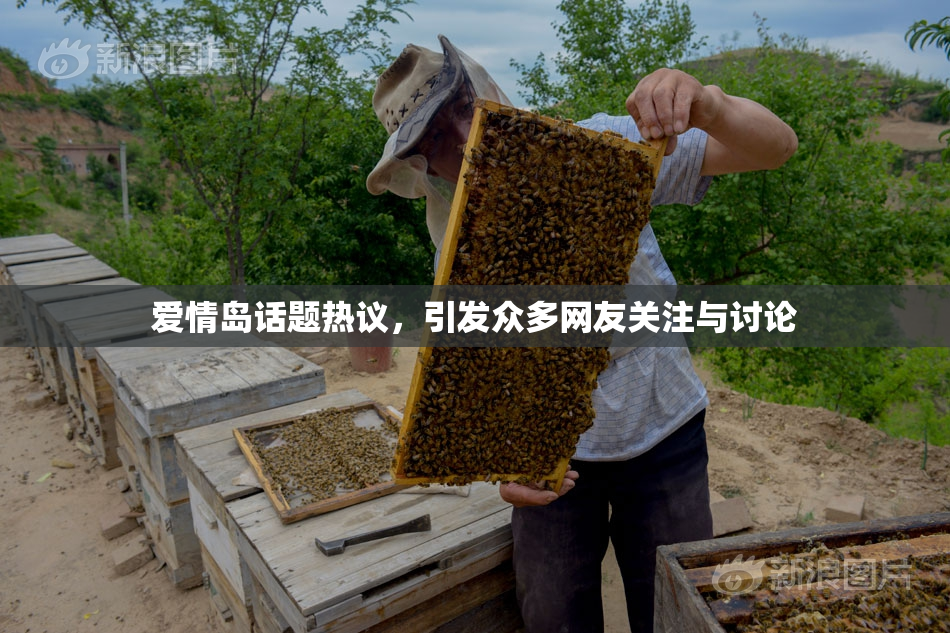 爱情岛话题热议，引发众多网友关注与讨论