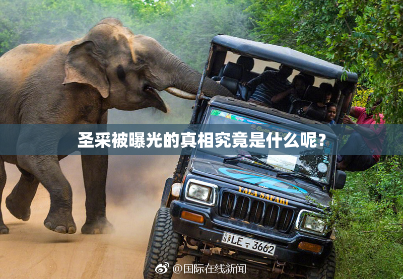 圣采被曝光的真相究竟是什么呢？