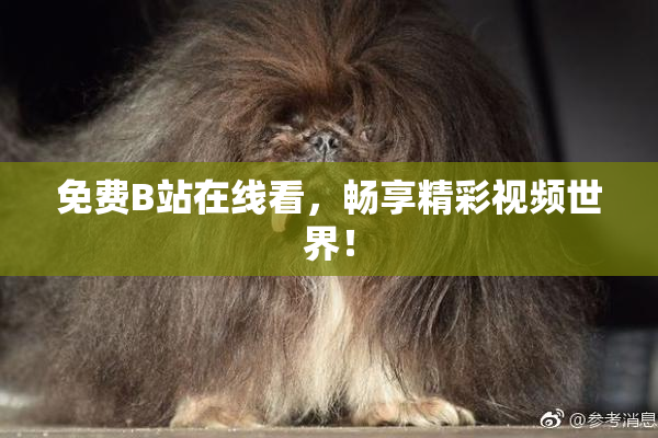 免费B站在线看，畅享精彩视频世界！