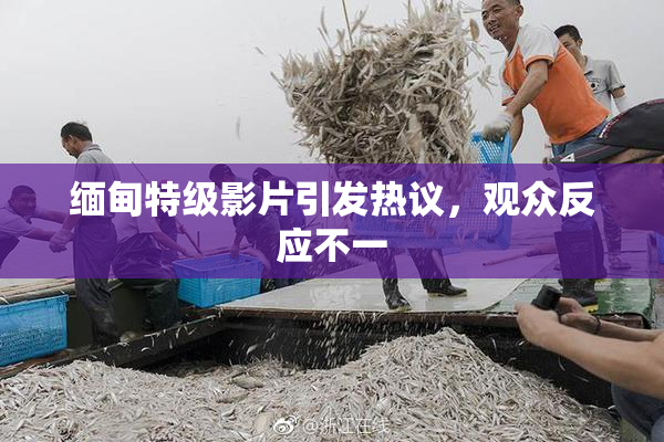 缅甸特级影片引发热议，观众反应不一