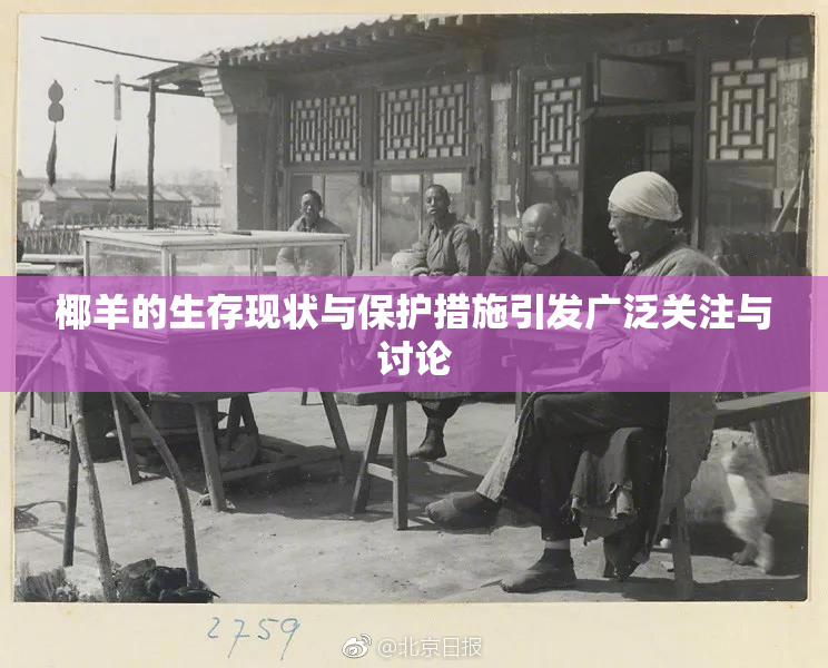 椰羊的生存现状与保护措施引发广泛关注与讨论