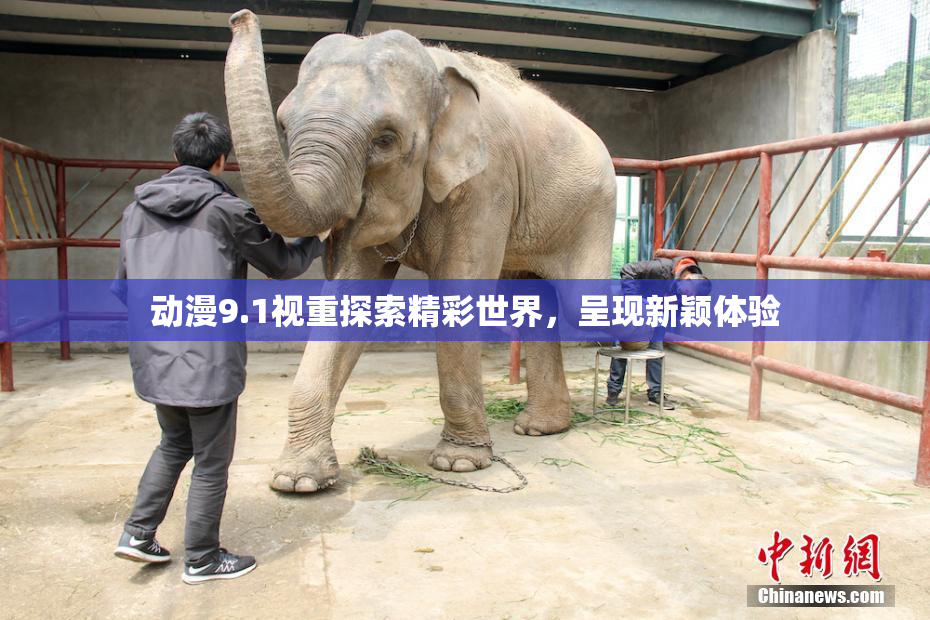 动漫9.1视重探索精彩世界，呈现新颖体验