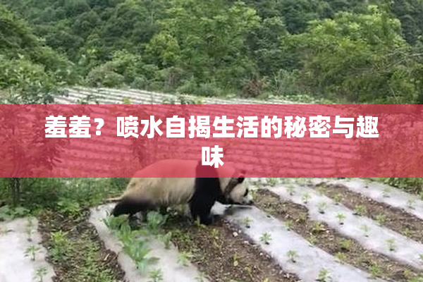 羞羞？喷水自揭生活的秘密与趣味