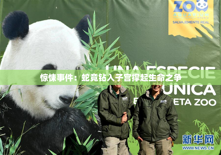 惊悚事件：蛇竟钻入子宫撑起生命之争