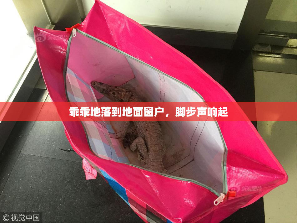 乖乖地落到地面窗户，脚步声响起