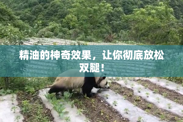 精油的神奇效果，让你彻底放松双腿！