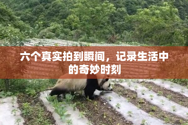 六个真实拍到瞬间，记录生活中的奇妙时刻