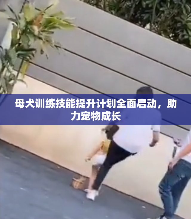 母犬训练技能提升计划全面启动，助力宠物成长