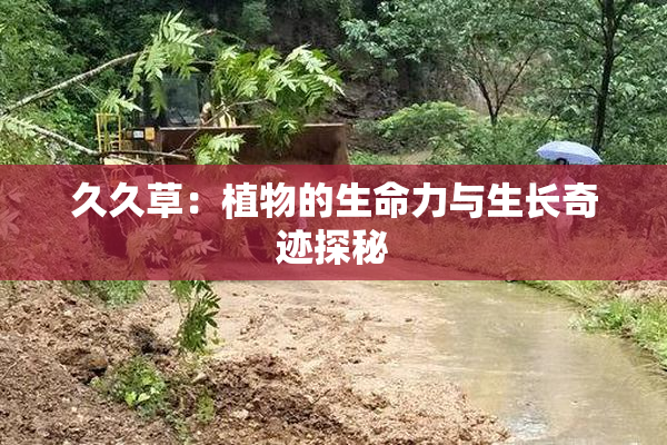 久久草：植物的生命力与生长奇迹探秘