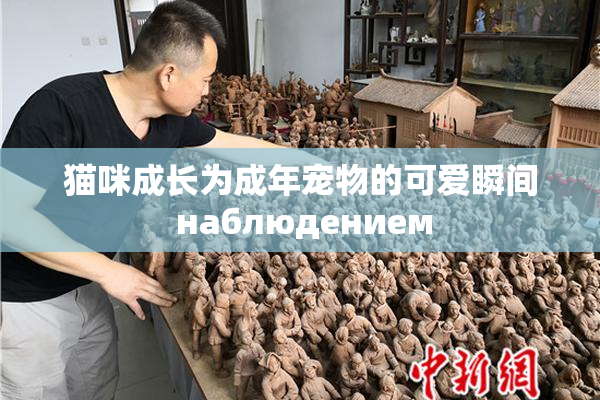 猫咪成长为成年宠物的可爱瞬间 наблюдением