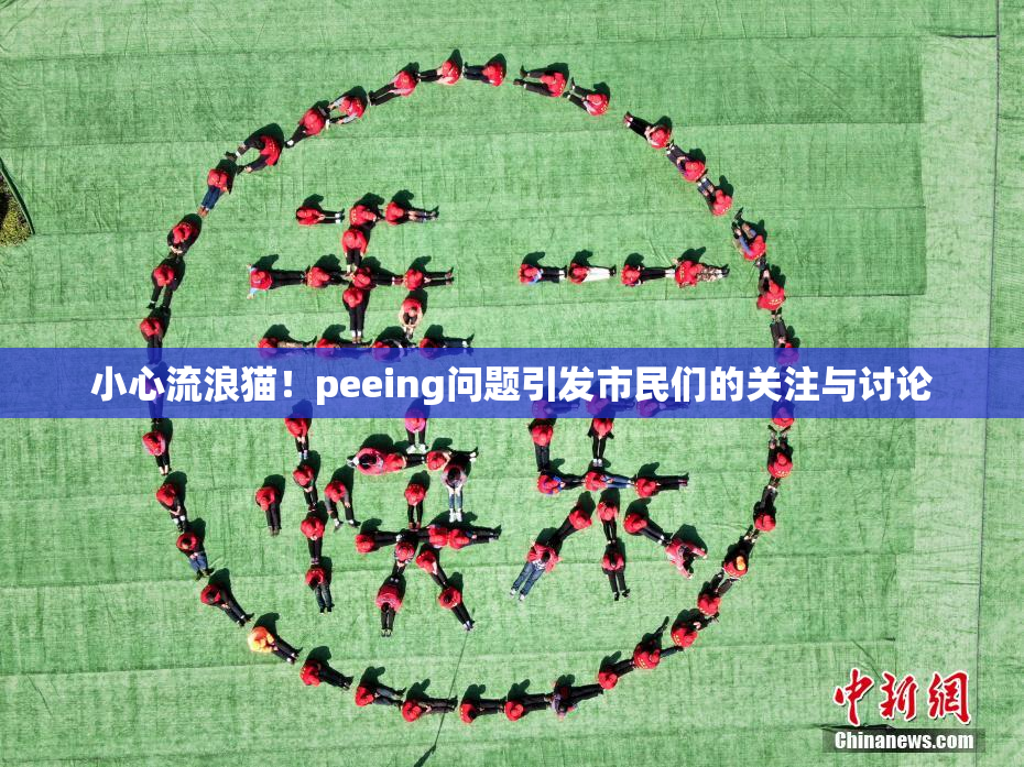 小心流浪猫！peeing问题引发市民们的关注与讨论