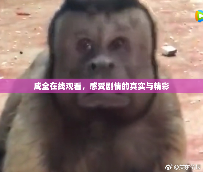 成全在线观看，感受剧情的真实与精彩
