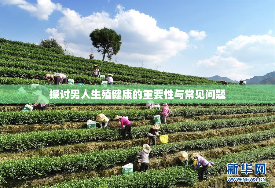 探讨男人生殖健康的重要性与常见问题
