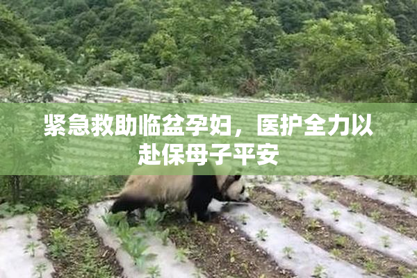 紧急救助临盆孕妇，医护全力以赴保母子平安